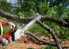 Best Tree Removal  in Salado, TX