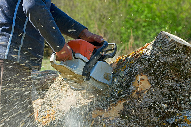 Salado, TX Tree Removal Company